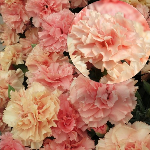 Dianthus caryophyllus 'Sweet Pleasure®L Apricot' - Aednelk 'Sweet Pleasure®L Apricot' P9/0,55L 
